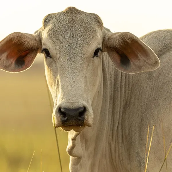 Caso de raiva bovina é confirmado em propriedade rural de Guanambi