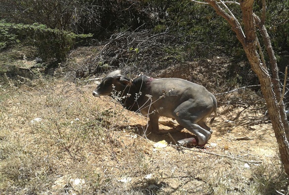 Livramento: Animal na pista provoca acidente na BA-152, próximo a entrada do Monteiro