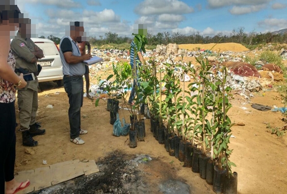 Crime ambiental: Centenas de mudas de árvores são destruídas após apreensão em Livramento