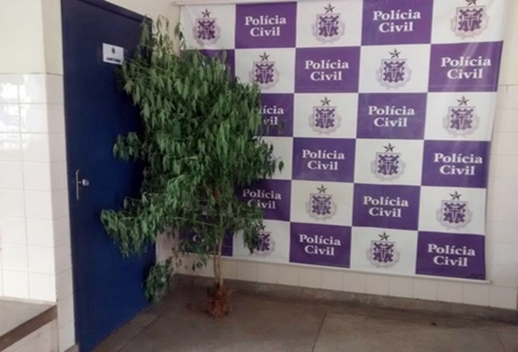 Policia Civil prende homem que cultivava pé de maconha em sua residência