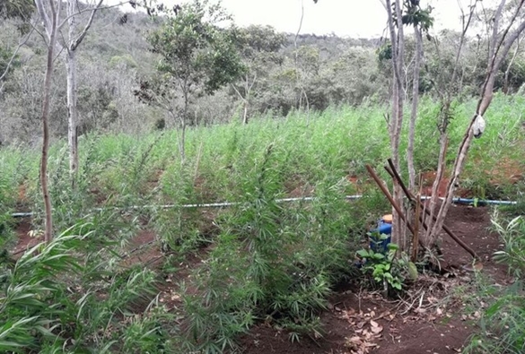 Cinco mil pés de maconha são erradicados em Lençóis, na Chapada Diamantina