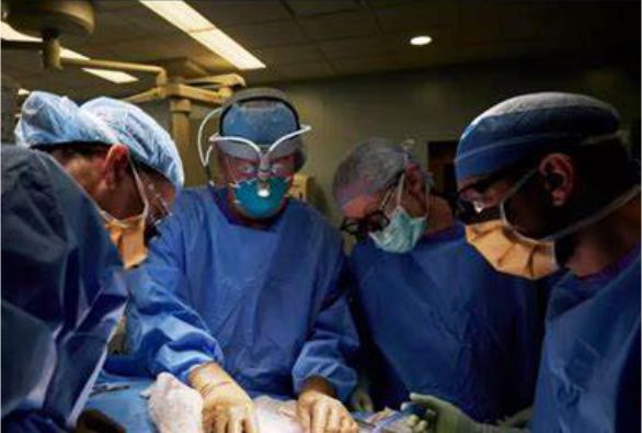 Primeiro paciente a receber rim de porco em transplante morre dois meses após cirurgia