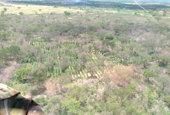 Polícia Federal erradica mais de 105 mil pés de maconha em Irecê, Canarana, Xique-Xique e outras cidades