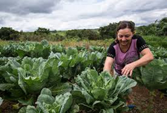 Mulheres com trabalho rural terão idade mínima para aposentadoria reduzida, diz coluna