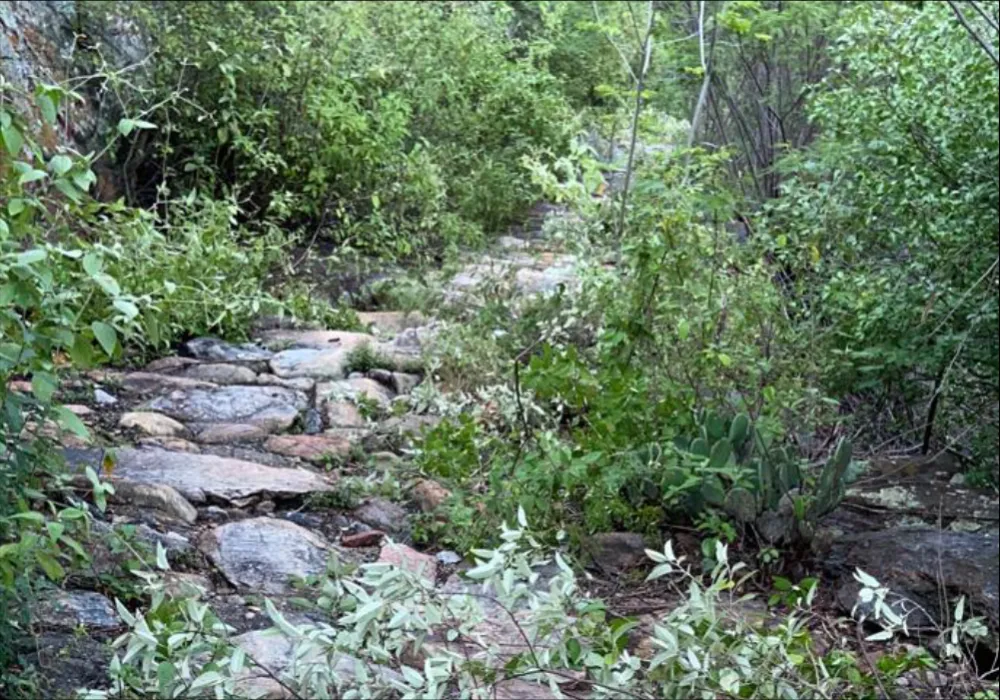 Ação voluntária realiza poda da vegetação nativa da Estrada Real