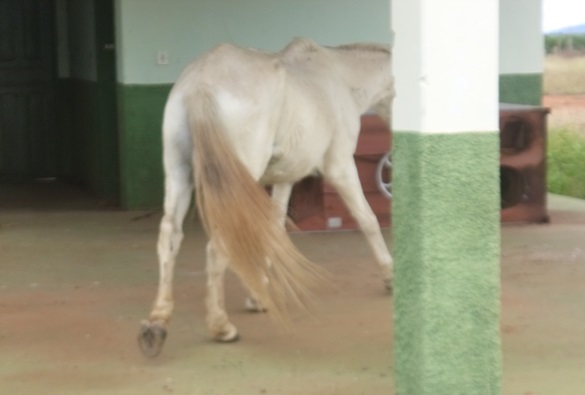 Cavalo perambulando no pátio do Pró Jovem” causa transtornos e indignação em funcionário