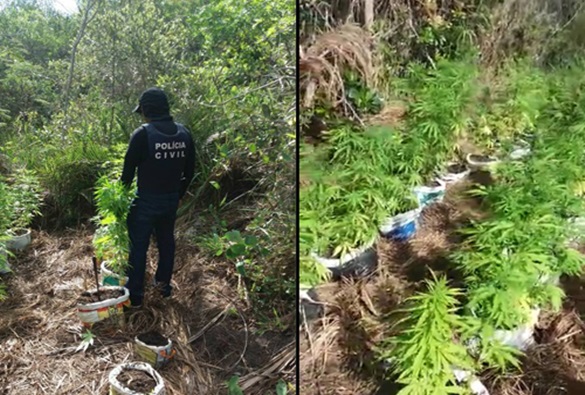 Plantação de maconha é erradicada em ação da Polícia Civil de Ibicoara e Barra da Estiva