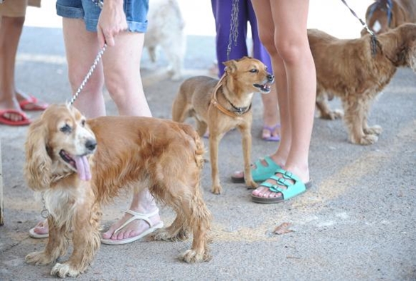 Câmara aprova regras de controle populacional de cães e gatos