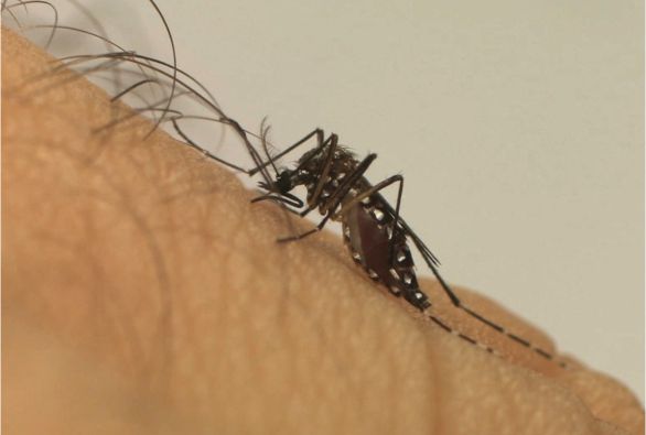 Número de mortes por dengue sobe para 64 na Bahia